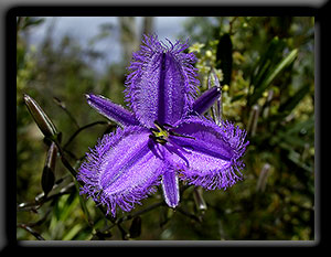 Fringe Lily