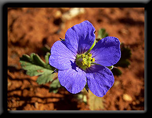 Kalgoorlie Wildflower