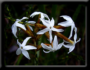 Curry Flower