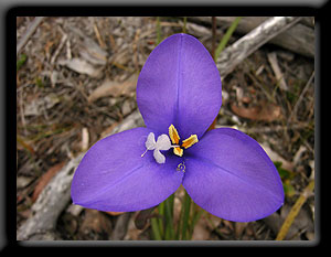 Purple Flag