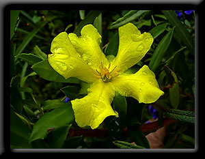 Long Leaved Guinea Flower