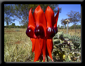 Sturts Desert Pea