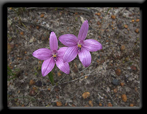 Pink Enamel Orchid