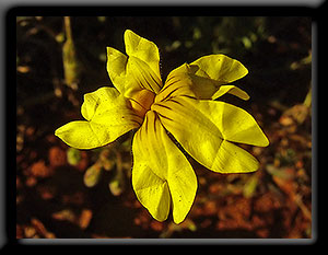 Kalgoorlie Wildflower