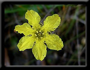 Villarsia