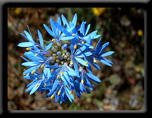 Native Cornflower