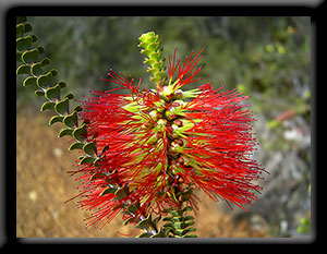 Ravensthorpe Bottlebrush