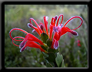 Hairy Jug Flower