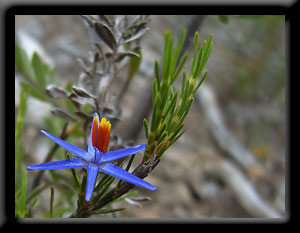 Blue Tinsel Lily