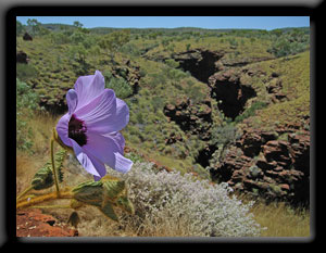 Sturt's Desert Rose