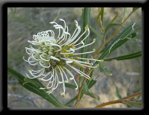 Sandhill Grevillea