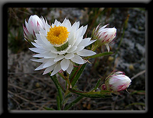 Fragrant Waitzia