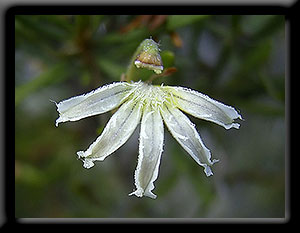 White Wildflower