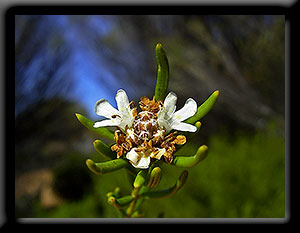 Wildflowers of Western Australia