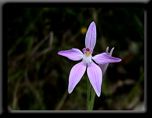 Pink Fairy