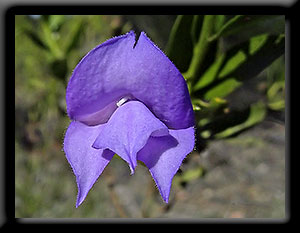 Turpentine Bush