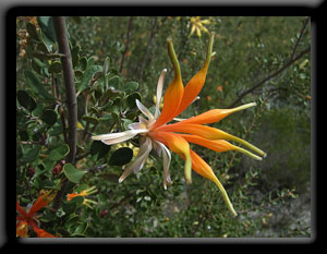 Heath-leaved Honeysuckle