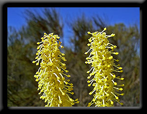 Grevillea