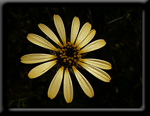 Yellow Wildflower