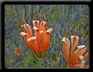 Honeysuckle