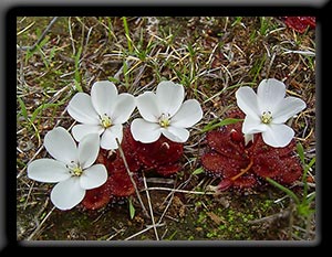 Sundews