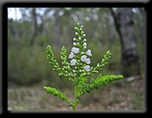 Wildflower