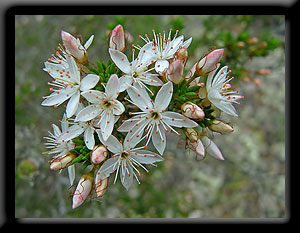 Common Fringe-myrtle