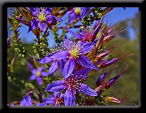 Starflowers