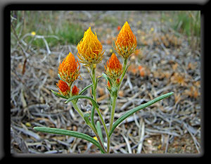 Orange Immortelle