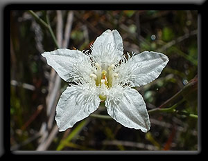 Orchid Park