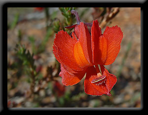 Red Leschenaultia