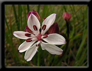 Dwarf Burchardia