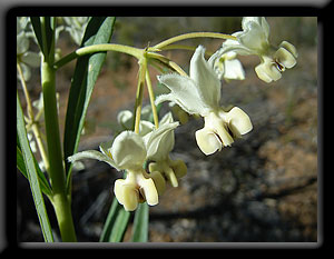 Narrowleaf Cottonbush