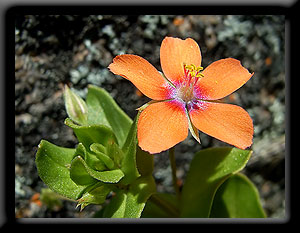 Scarlet Pimpernel
