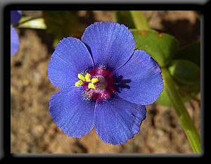 Blue Pimpernel