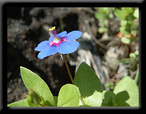 Blue Pimpernel