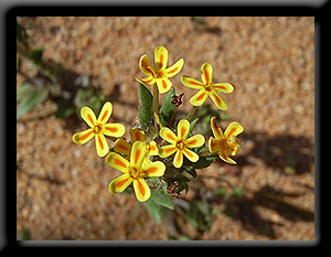 Spreading Night Phlox
