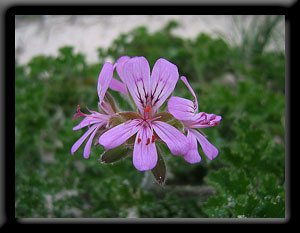 Rose Geranium