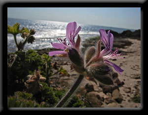 Rose Geranium