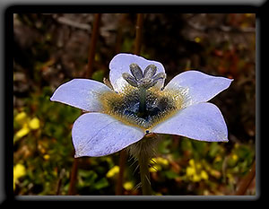 Cape Bluebell