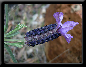 Topped Lavender