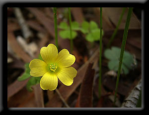 Yellow Wood Sorrel