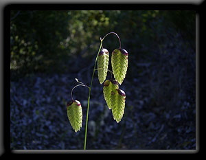 Blowfly Grass