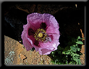 Opium Poppy