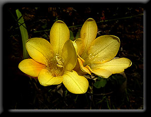 Freesia