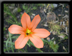 One-leaved Cape Tulip