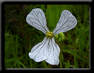Wild Radish