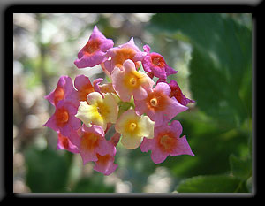 Lantana